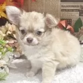 チワワ(ロング)