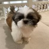 シーズー