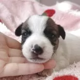 ジャックラッセルテリア