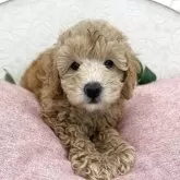 トイプードル(トイ)