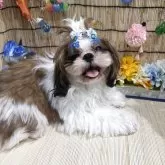 シーズー