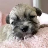 チワワ(ロング)