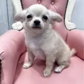 チワワ(ロング)