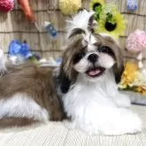 シーズー