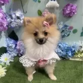 ポメラニアン