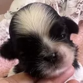 シーズー