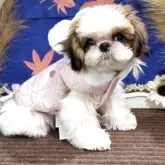 シーズー