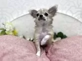 チワワ(ロング)