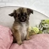 チワワ(ロング)