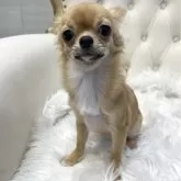 チワワ(ロング)