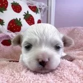 マルチーズ