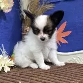 パピヨン