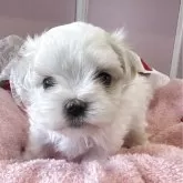 マルチーズ【広島県・男の子・2025年6月3日・ホワイト】の写真1