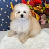 タイニープードル