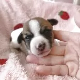 ジャックラッセルテリア