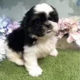 シーズー