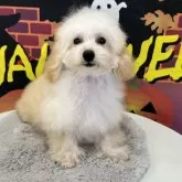 タイニープードル