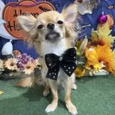 チワワ(ロング)