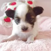 パピヨン