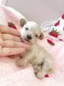 マルプー(マルチーズ×トイプードル)【広島県・男の子・2025年7月17日・クリーム】の写真3
