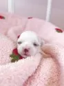 マルチーズ【広島県・男の子・2025年6月3日・ホワイト】の写真3