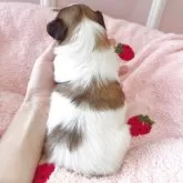 パピヨン【広島県・男の子・2025年10月13日・ホワイト&レッド】の写真3