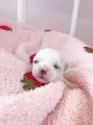 マルチーズ【広島県・男の子・2025年6月3日・ホワイト】の写真4