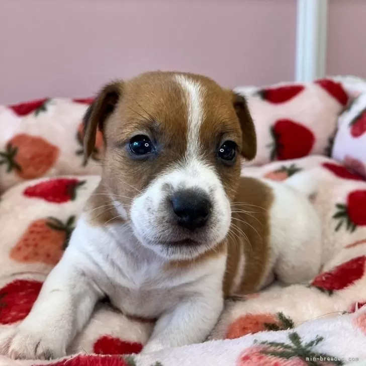 ID:2406-00684の子犬