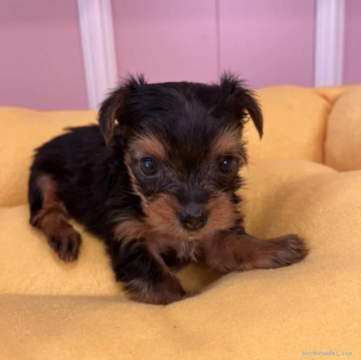 ID：2206-02173の子犬