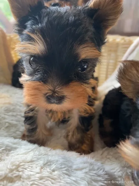 ID：2108-03508の子犬