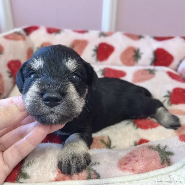 ID：2406-02740の子犬