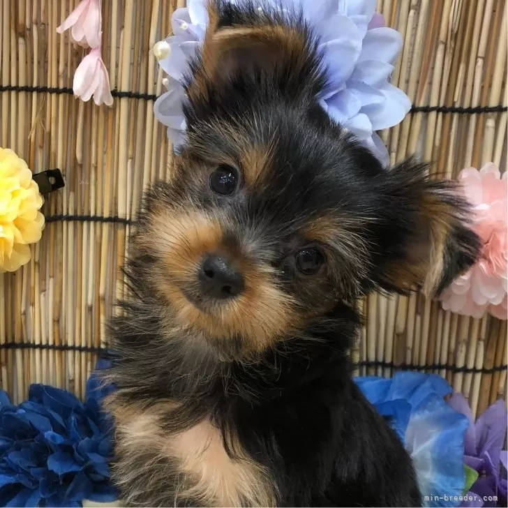 ID:2406-02636の子犬
