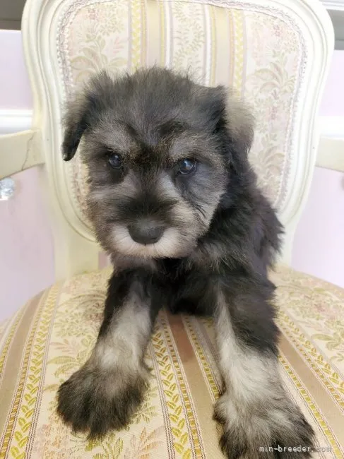 ID:2110-03524の子犬