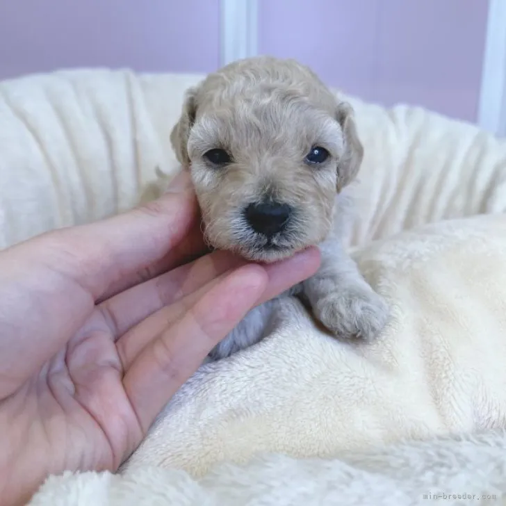 ID：2309-02731の子犬