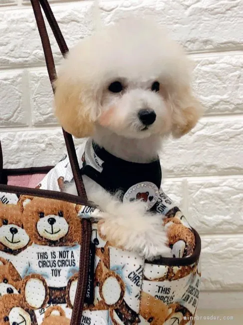 ID:2106-01993の子犬