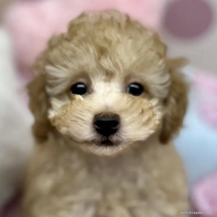 ID:2301-04960の子犬