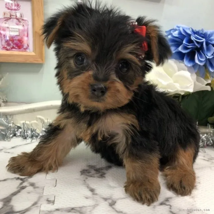 ID:2301-04213の子犬