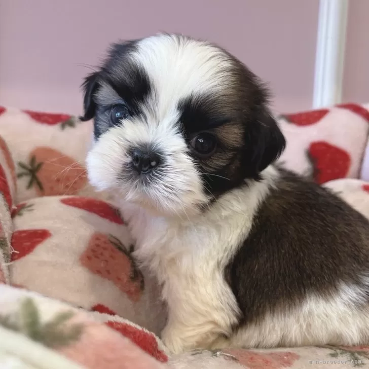 ID：2405-06823の子犬