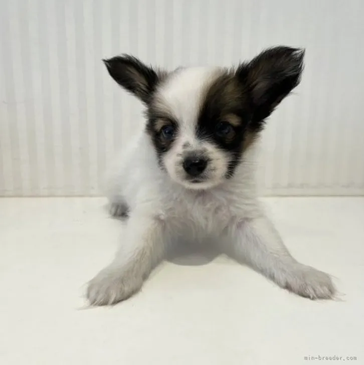 ID：2309-02726の子犬