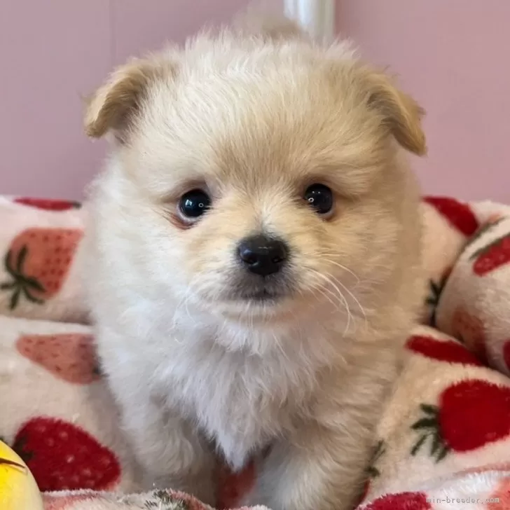 ID:2403-06249の子犬
