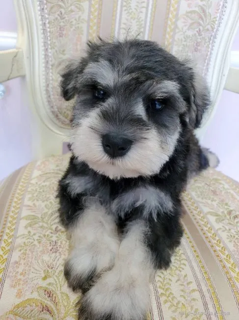 ID:2110-01410の子犬