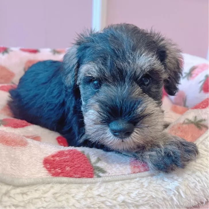 ID:2406-02739の子犬