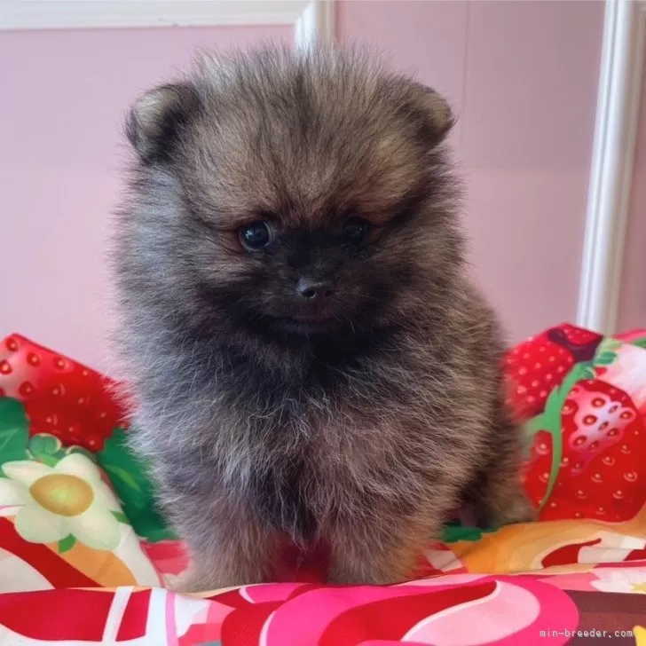 ID：2408-00399の子犬