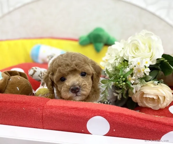 ID：2203-03728の子犬
