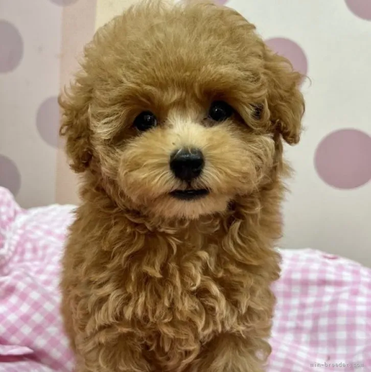 ID:2307-00681の子犬