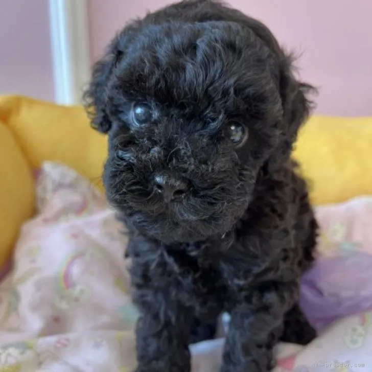 ID:2207-02102の子犬