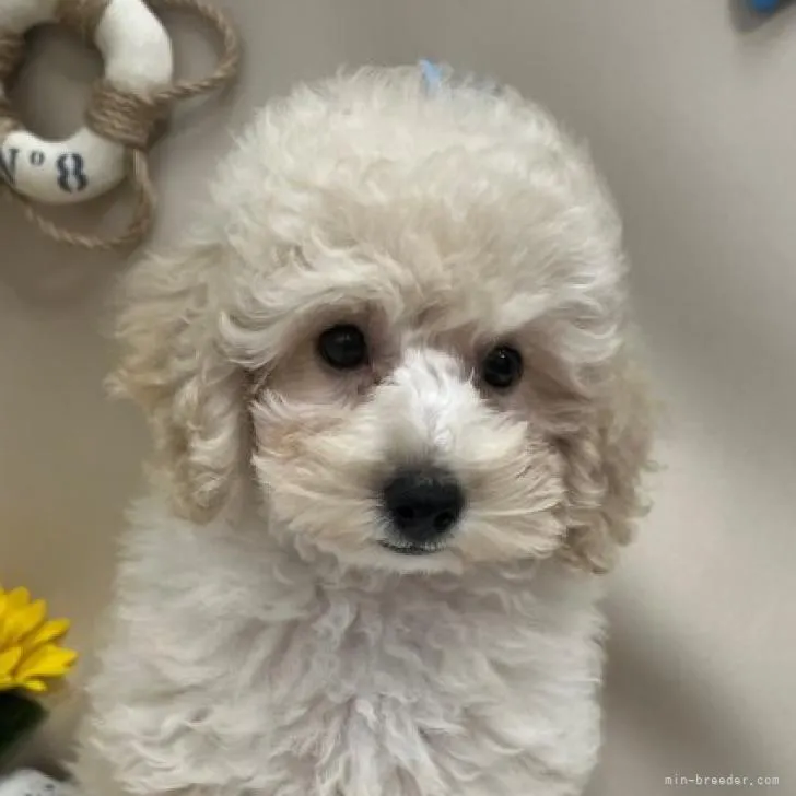 ID:2207-02111の子犬
