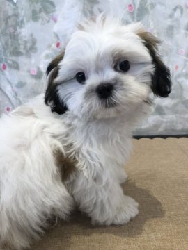 シーズー【広島県・男の子・2021年1月16日・ホワイト&ゴールド】の写真「なんとも言えないキュートなお顔♪」