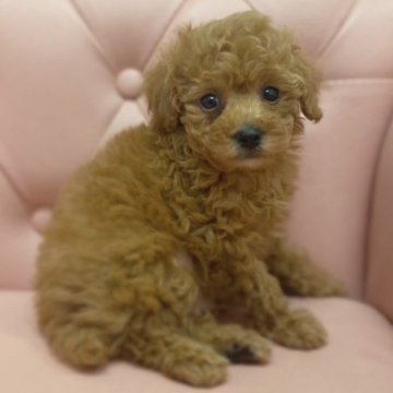 トイプードル(トイ)【広島県・男の子・2022年11月29日・レッド】の写真「目がパッチりのテディベアみたいな子♪」