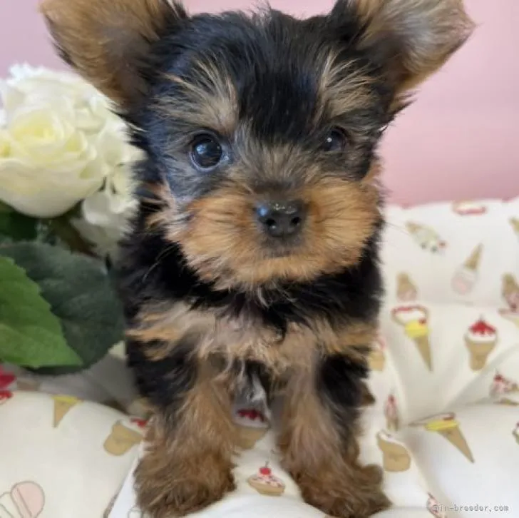 ID:2207-02410の子犬